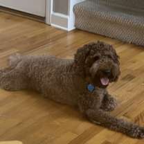 Thumbnail photo of Rocky #2