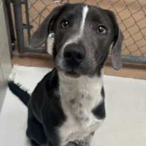 Thumbnail photo of Koda #2