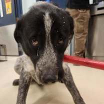 Thumbnail photo of Chev DRQ122 1/6/26 #2