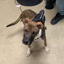 Thumbnail photo of Tyson #1