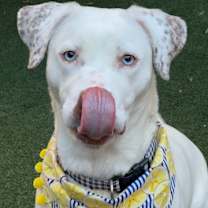 Thumbnail photo of Dolly #1