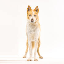 Thumbnail photo of Sarge #2