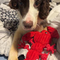 Thumbnail photo of Bruce #1