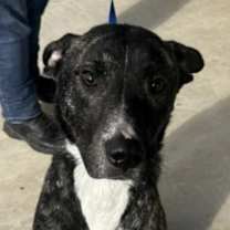 Thumbnail photo of Toby #2