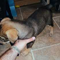 Thumbnail photo of Bonnie #2