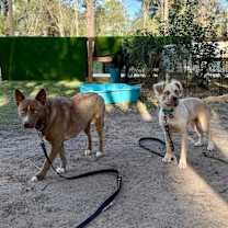 Thumbnail photo of Blaze Glory the Blue Eyed Wonder #3