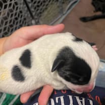 Thumbnail photo of Confetti #2