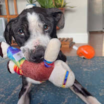 Thumbnail photo of Neville Longbottom #4