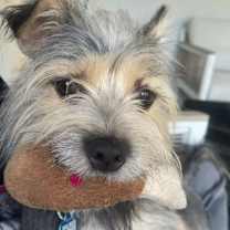 Thumbnail photo of Maxwell #4