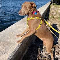 Thumbnail photo of Harlee #2