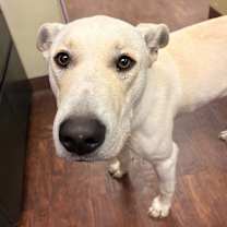 Thumbnail photo of Dog Kennel #22 Buddy #2