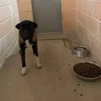 Thumbnail photo of Caiman #2