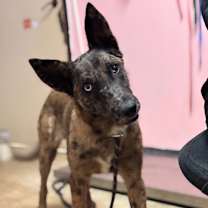 Thumbnail photo of Little Fox #1