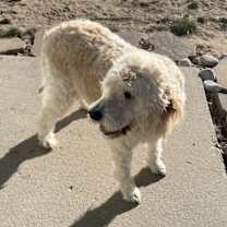 Thumbnail photo of Caspian #3