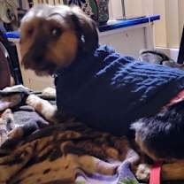 Thumbnail photo of Julius #4