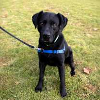 Thumbnail photo of Hank #1