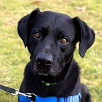 Thumbnail photo of Hank #2