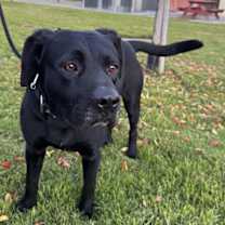 Thumbnail photo of Hank #4