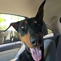 Thumbnail photo of Chico #1