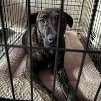 Thumbnail photo of Willow #1