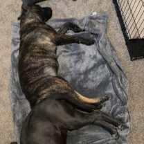 Thumbnail photo of Willow #2