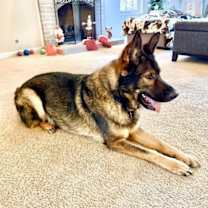 Thumbnail photo of Major (CL) #2