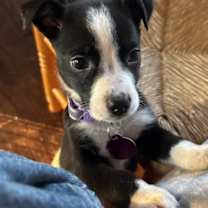 Thumbnail photo of Ayla #1