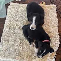 Thumbnail photo of Ayla #2