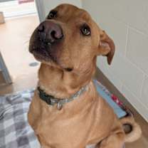 Thumbnail photo of Samwise #2