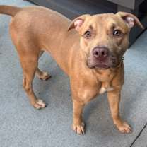 Thumbnail photo of Rudolph #2