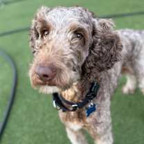 Thumbnail photo of Coco #2