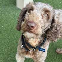 Thumbnail photo of Coco #4