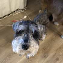 Thumbnail photo of Neo /Hamilton #1