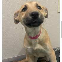 Thumbnail photo of 995 (2025) Kim #2