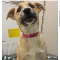 Thumbnail photo of 993 (2025) Skylar  #2