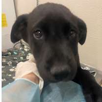 Thumbnail photo of 991 (2025) Hank #2