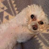 Thumbnail photo of Buffy #3