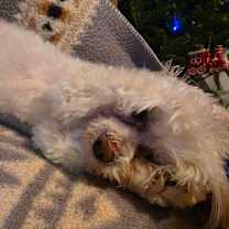 Thumbnail photo of Buffy #4