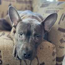 Thumbnail photo of Rocko #2