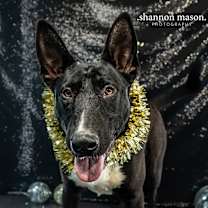 Thumbnail photo of Pebbles #1