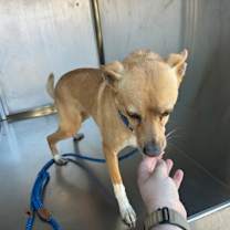 Thumbnail photo of Dog / Boy #2