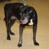 Thumbnail photo of Angus #3