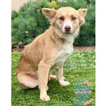 Thumbnail photo of Blondie #1