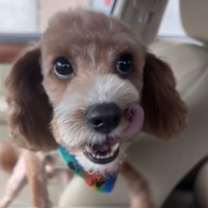 Thumbnail photo of Scottie #2