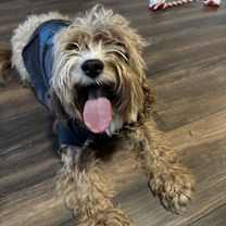 Thumbnail photo of Scottie #3