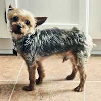 Thumbnail photo of ELIJAH #4