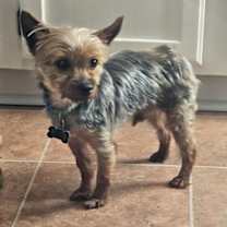 Thumbnail photo of ELIJAH #2