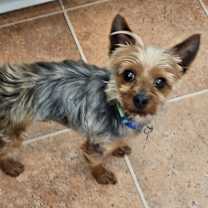 Thumbnail photo of ELIJAH #1