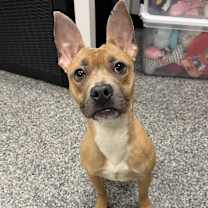 Thumbnail photo of TILLY #1