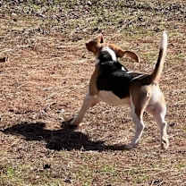 Thumbnail photo of Rocky #2